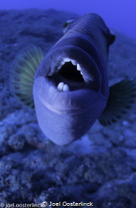 need a dental work ?  this critter was in a combative mood by Joel Oosterlinck 